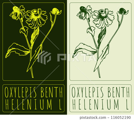 Vector drawing OXYLEPIS BENTH. Hand drawn illustration. The Latin name is HELENIUM L Vector drawing OXYLEPIS BENTH. Hand drawn illustration. The Latin name is HELENIUM L 116052190