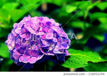 Hydrangeas blooming in the rainy season 116052240
