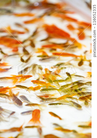 Festival Stalls Goldfish Scooping 116052335