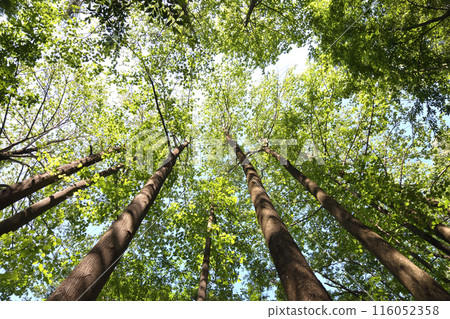 抬頭看山路上的楓樹 116052358