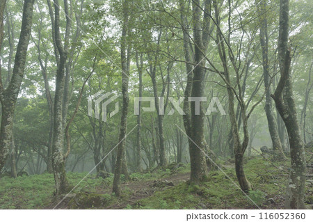 初夏的森林籠罩在霧氣中, 初夏的森林籠罩在霧氣中, 116052360