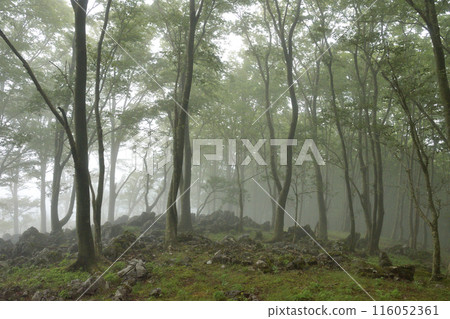 初夏的森林籠罩在霧氣中， 116052361