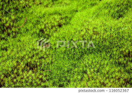 用綠雪松苔覆蓋的岩石 用綠雪松苔覆蓋的岩石 116052367