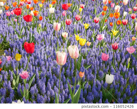 美好的鬱金香領域 美好的鬱金香領域 116052426