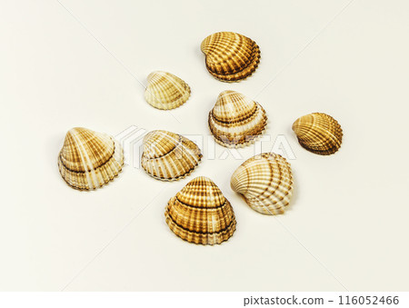 On a white background there are several sea shells 116052466