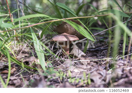 Among the green and last year's leaves grew a small mushroom. 116052469