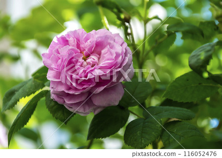 On a blurry background the flower of a living blossoming rose. Flower of a living blossoming rose on a blurred background 116052476