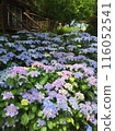 hydrangea   116052541