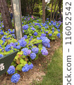 Landscape with hydrangeas 116052542