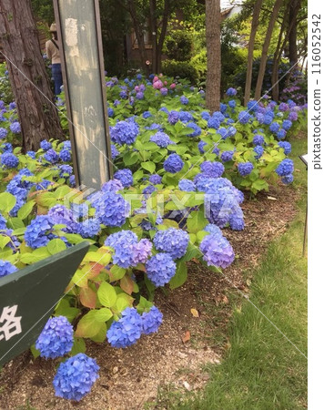 Landscape with hydrangeas 116052542