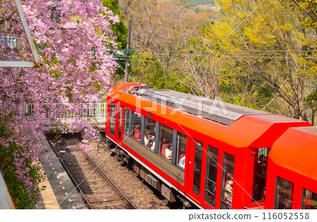 Hakone Tozan Railway Weeping Cherry Blossoms 116052558