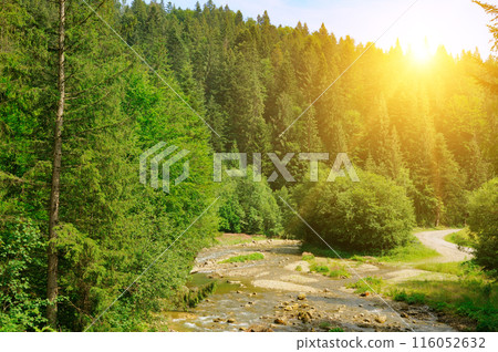 Mountain river, pine forest - beautiful summer landscape. Mountain river, pine forest - beautiful summer landscape. 116052632