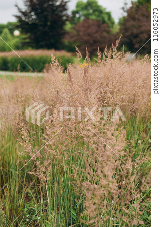 Bent grass also known as bentgrass or colonial bent or Agrostis capillaris. Abstract neutral background. 116052973