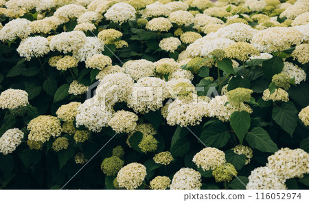White Hydrangea in the Garden. Blooming white hydrangea plants in full bloom. Nature background 116052974
