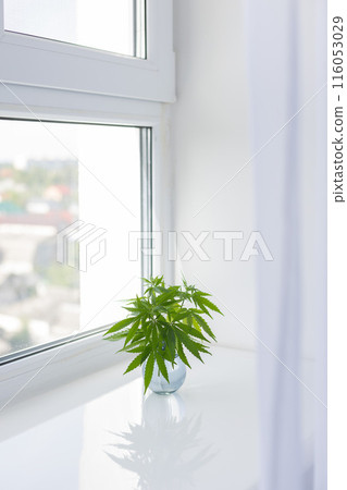 Bouquet of fresh cannabis leaves in a small glass vase on a windowsill. 116053029