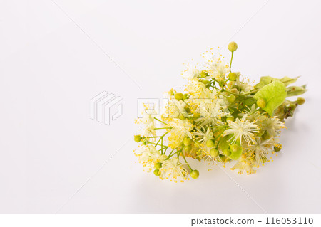Linden blossom flowers on white background. Close up. Copy space Linden blossom flowers on white background. Close up. Copy space 116053110