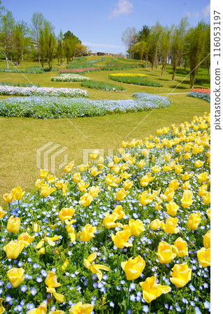 春天的明石海峽公園花田盛開（兵庫縣淡路市） 116053197