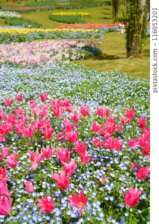 Spring flower fields in full bloom at Akashi Kaikyo Park (Awaji City, Hyogo Prefecture) 116053201