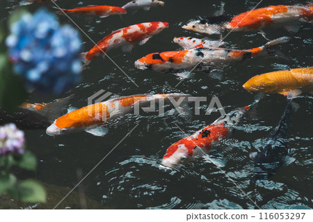 Hydrangea and beautiful carp Hydrangea and beautiful carp 116053297