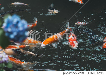 繡球花和大鯉魚 116053298