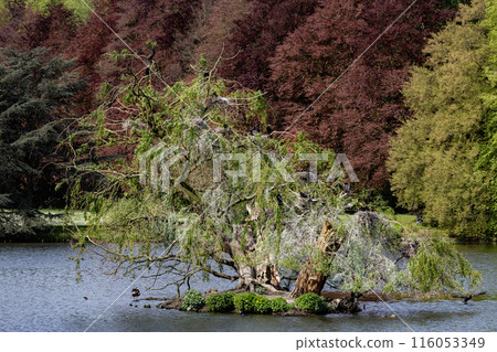 A tree is sitting on a small island in a pond 116053349