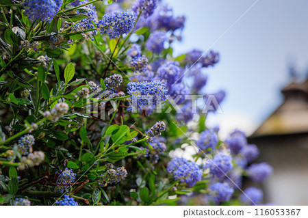 Blooming Blue Ceanothus Flowers in Sunlight 116053367