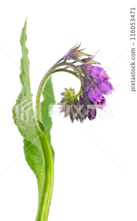 Comfrey flowers isolated on white background. Symphytum officinale plant. Comfrey bush with flowers. Herbal medicine. Clipping path. Comfrey flowers isolated on white background. Symphytum officinale plant. Comfrey bush with flowers. Herbal medicine. Clipping path. 116053471
