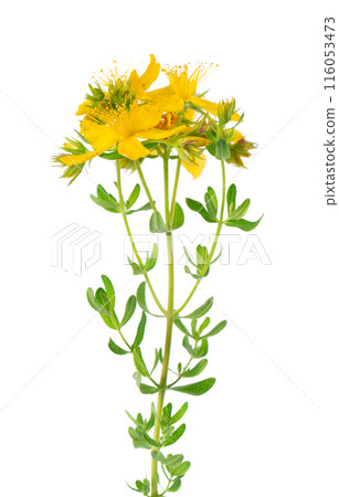St. John's wort flowers isolated on white background. Hypericum flowers close up. Herbal medicine. Clipping path. St. John's wort flowers isolated on white background. Hypericum flowers close up. Herbal medicine. Clipping path. 116053473