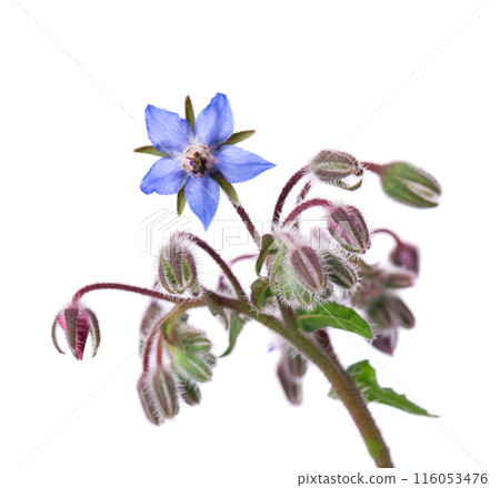 Borage flowers isolated on white background. Borago officinalis bush. Clipping path. Borage flowers isolated on white background. Borago officinalis bush. Clipping path. 116053476