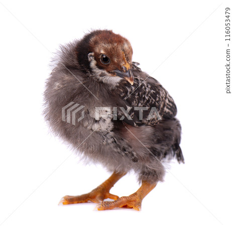 Newborn chicken isolated on white background. Little dark gray chick. Farm animals. 116053479
