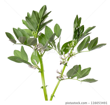 Green bush of fava beans with flowers, isolated on white background. Broad beans. Green bush of fava beans with flowers, isolated on white background. Broad beans. 116053491
