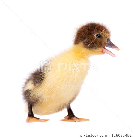 Newborn duckling isolated on white background. Little yellow brown duck. Farm animals. 116053492