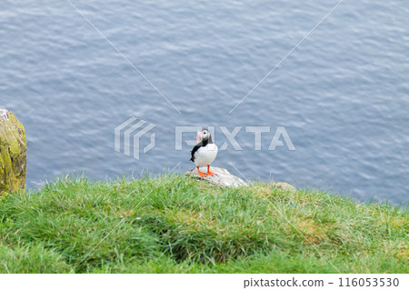 Atlantic puffin from Borgarfjordur fjord, east Iceland Atlantic puffin from Borgarfjordur fjord, east Iceland 116053530