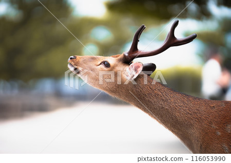 Deer Deer 116053990