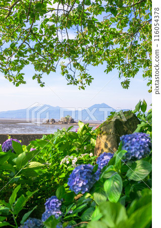從繡球花中看到的風景「縣立三隅大矢野海濱公園一角的風景」(熊本縣住吉自然公園) 從繡球花中看到的風景「縣立三隅大矢野海濱公園一角的風景」(熊本縣住吉自然公園) 116054378