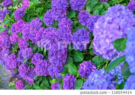 Hydrangea flowers: A tourist spot "A scenic spot in a corner of the Misumi Oyano Seaside Prefectural Park" (Sumiyoshi Natural Park, Kumamoto Prefecture) 116054414