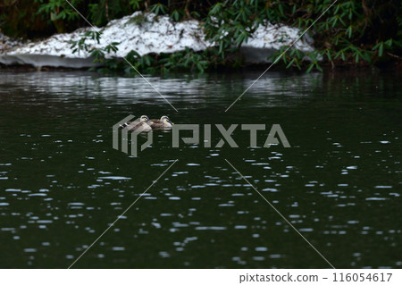 受歡迎的斑嘴鴨是一種常見的野生鳥類，初夏在公園池塘中撫養幼崽。 116054617