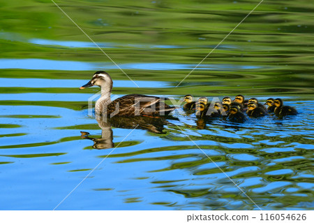 受歡迎的斑嘴鴨是一種常見的野生鳥類，初夏在公園池塘中撫養幼崽。 116054626