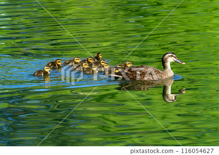 A popular wild bird, the spot-billed duck, raising its young in a park pond in early summer A popular wild bird, the spot-billed duck, raising its young in a park pond in early summer 116054627