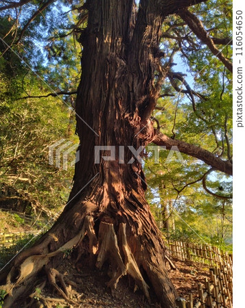 公園裡站立的一棵樹(樹幹)照片素材 公園裡站立的一棵樹(樹幹)照片素材 116054650