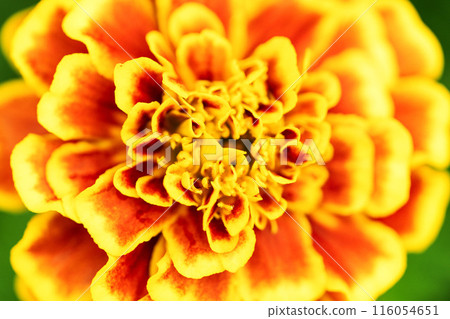 黃花 黃花 116054651