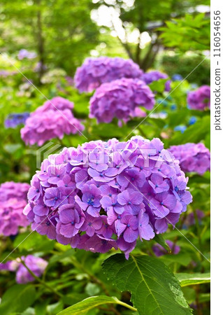 繡球花盛開在雨季的清除 繡球花盛開在雨季的清除 116054656