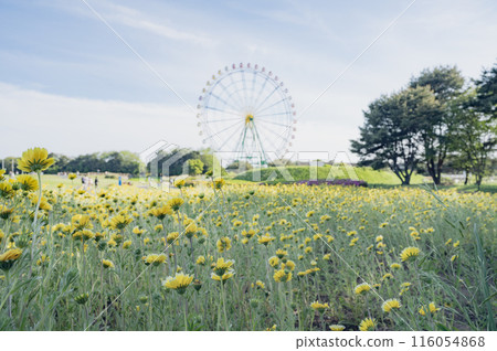 Ibaraki, White-streaked Daisy Field Ibaraki, White-streaked Daisy Field 116054868