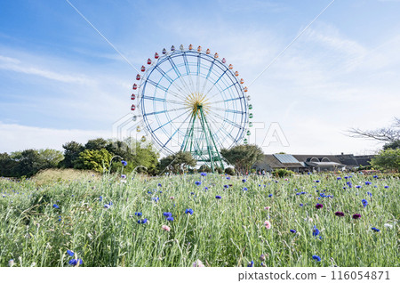 Ibaraki: Cornflowers and Ferris wheel 116054871
