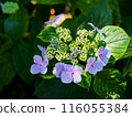 Blue hydrangea 116055384