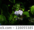 Hydrangea flowers blooming in the shade 116055385