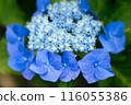 Blue hydrangea 116055386