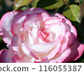 Beautiful pink roses 116055387