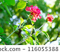 A red rose 116055388