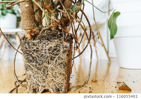 Cross section of soil, monstera with roots Cross section of soil, monstera with roots 116055401